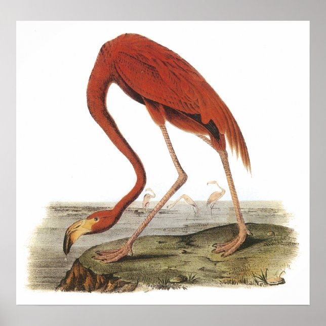 Poster du Flamant rose Audubon (Devant)