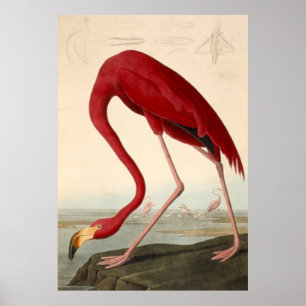 Poster du Flamant rose rouge d'Audubon