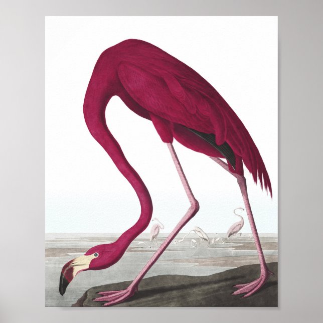 Poster du Flamant rose vintage (Devant)