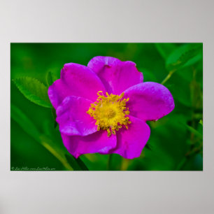 Poster du Fleur sauvage Rose Hot Pink Wild