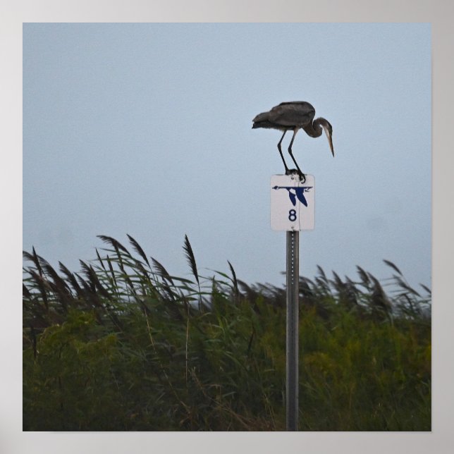 Poster du Grand Héron bleu (Devant)