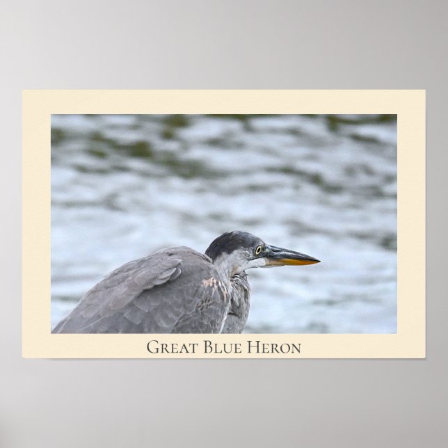 Poster du Grand Héron bleu (Devant)