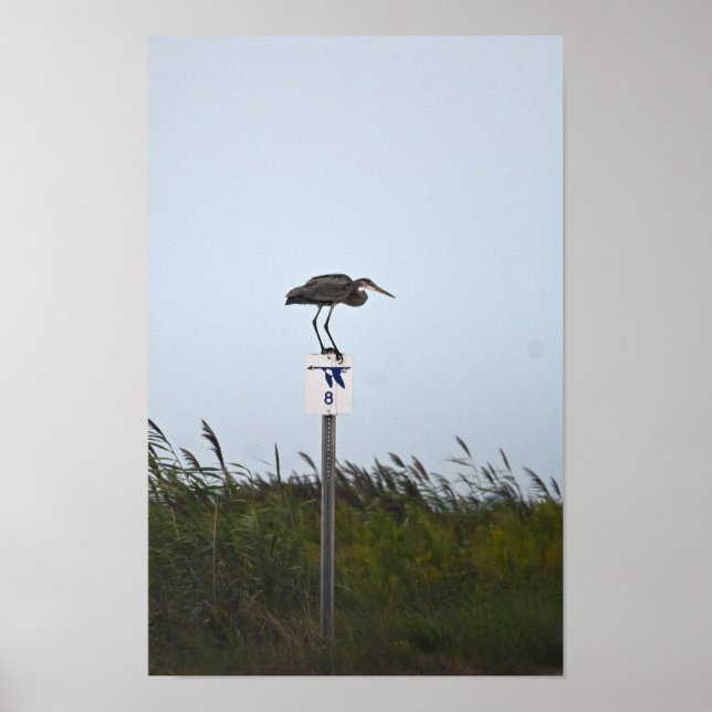 Poster du Grand Héron Bleu sur les signes (Devant)