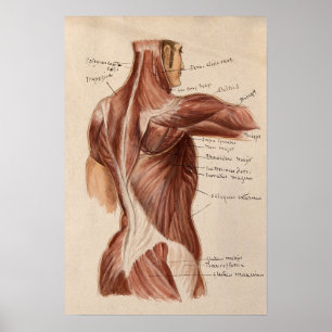 Poster du graphique d'anatomie vintage