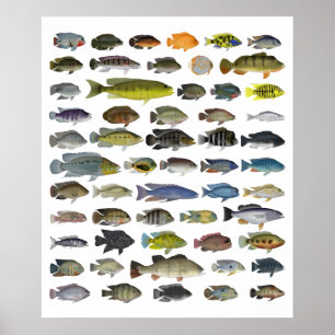 Poster du groupe Cichlid