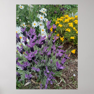 Poster du Jardin de Fleur violette Lavender Daisy