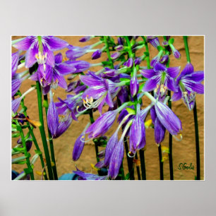 Poster du jardin de fleurs violettes Hosta