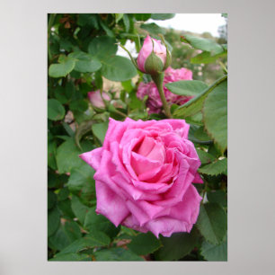 Poster du jardin de la Rose Vintage rose