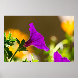 Poster du jardin de printemps violet brillant Pétu