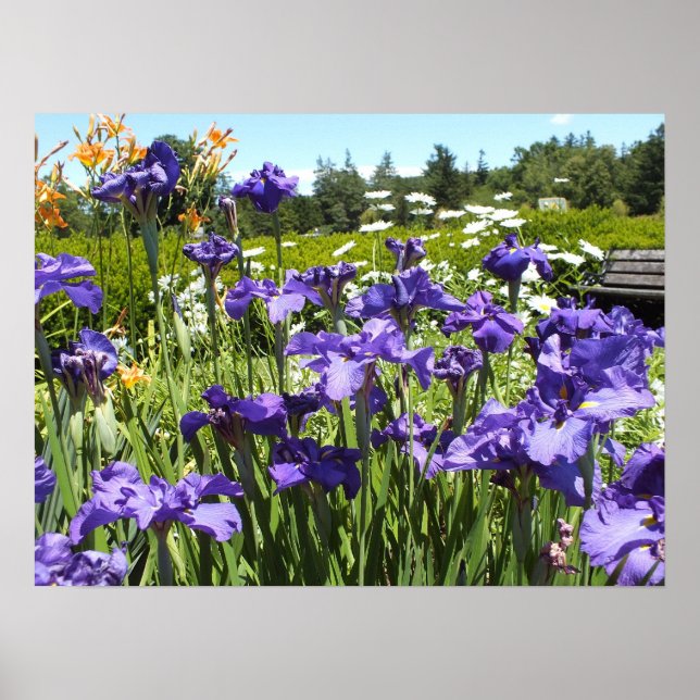 Poster du Jardin d'Iris violet (Devant)
