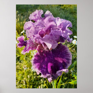 Poster du jardin fleuri Iris Irises
