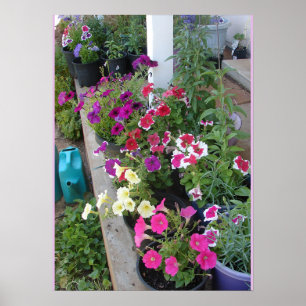 Poster du jardin floral de Petunias Putunias