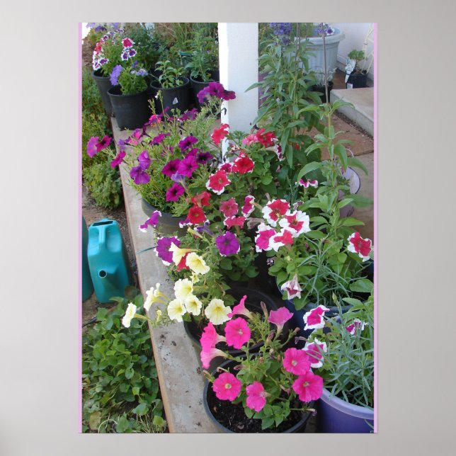 Poster du jardin floral de Petunias Putunias (Devant)