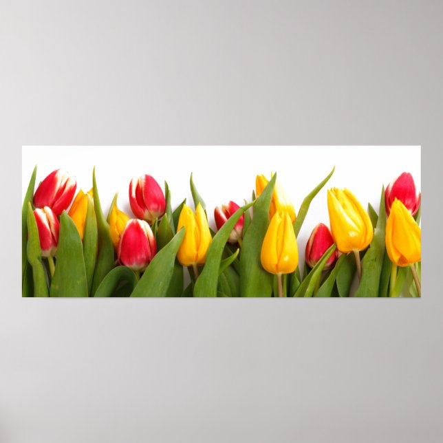 Poster du jardin Tulip (Devant)
