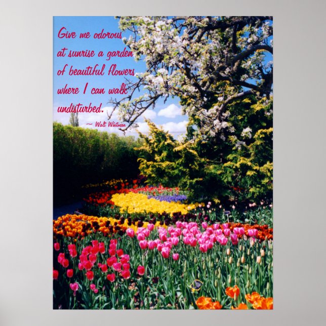 Poster du jardin Walt Whitman Tulip (Devant)
