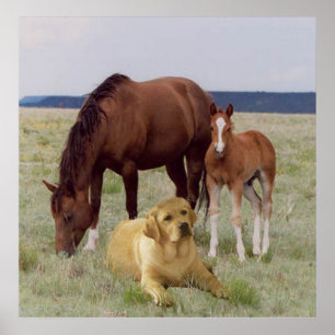 Poster du Labrador Retriever With Hores