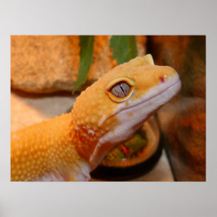 Poster du léopard jaune Gecko Lizard