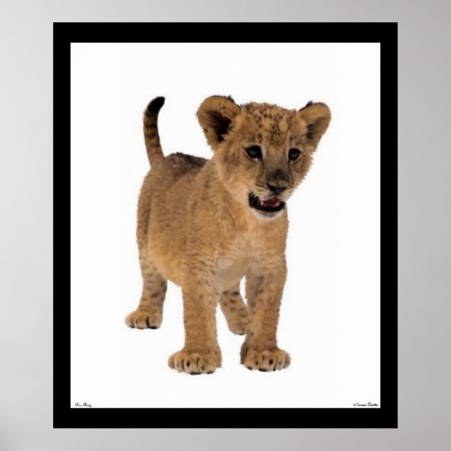 Poster du Lion Baby (Devant)