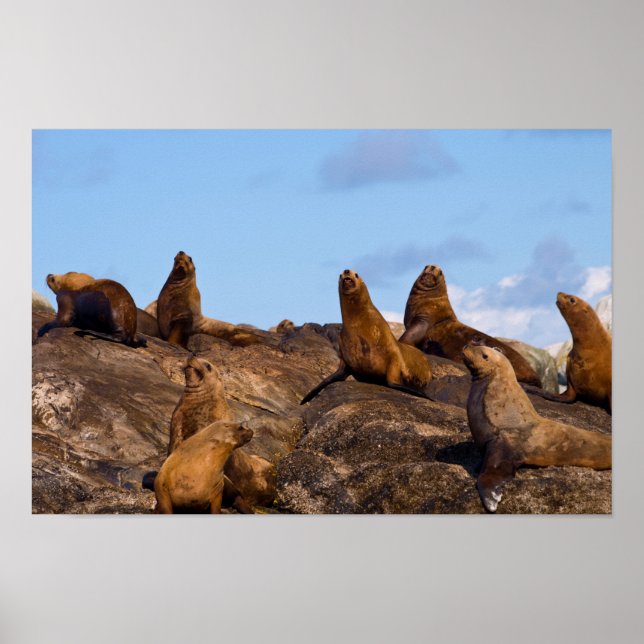 Poster du lion de mer (Devant)