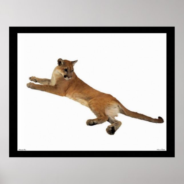 Poster du lion de montagne (Devant)