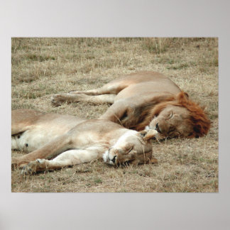 Poster du lion et de la lionne couchant