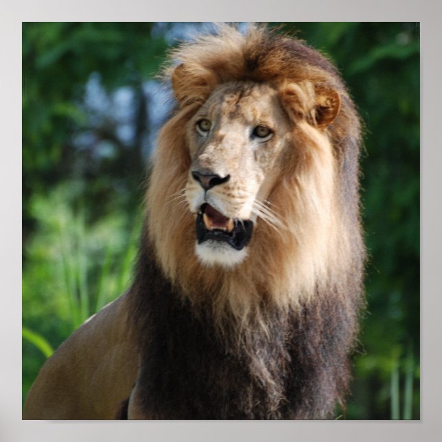 Poster du lion royal (Devant)