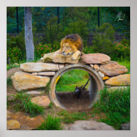 Poster du lion signé
