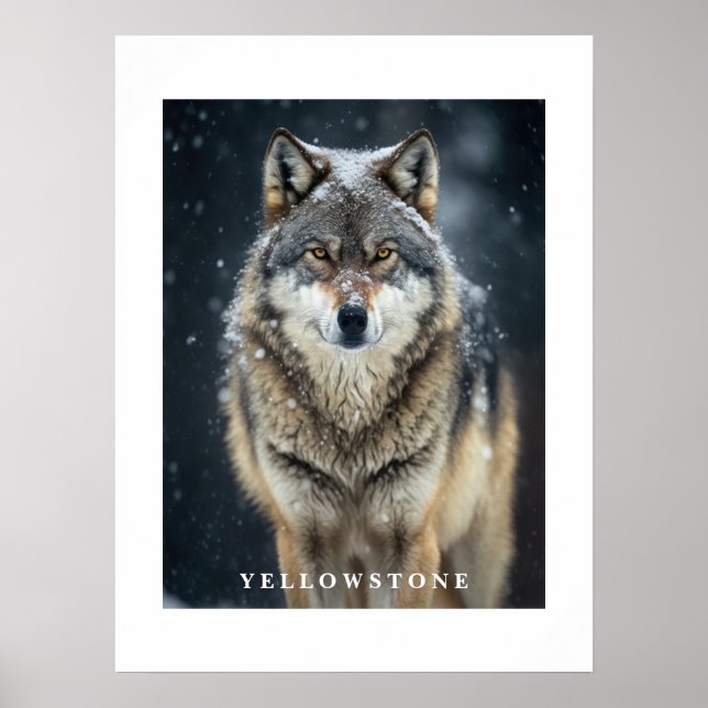 Poster du loup de Yellowstone (Devant)