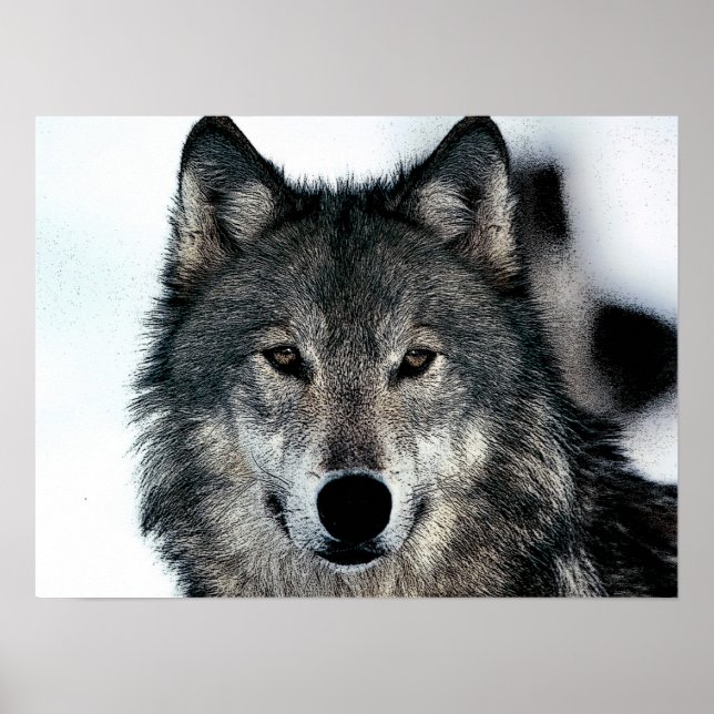 Poster du loup gris (Devant)