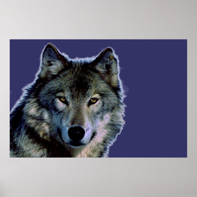 Poster du loup gris (Devant)