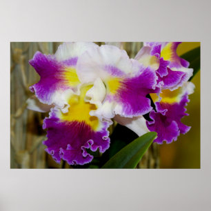 Poster du Maroon jaune et de l'Orchidée blanche