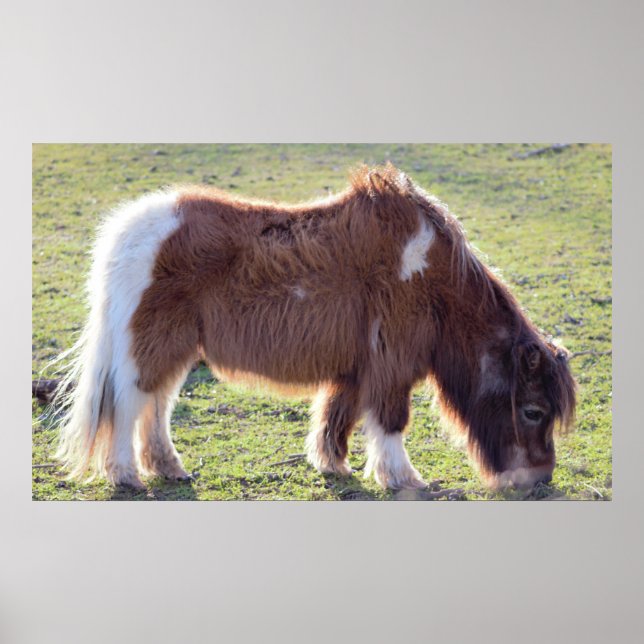 Poster du Mini Horse (Devant)