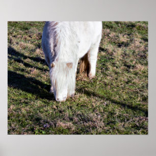 Poster du Mini Horse