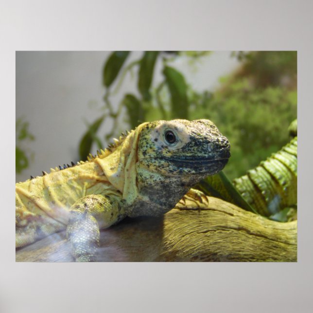 Poster du mur de la nature d'Iguana (Devant)