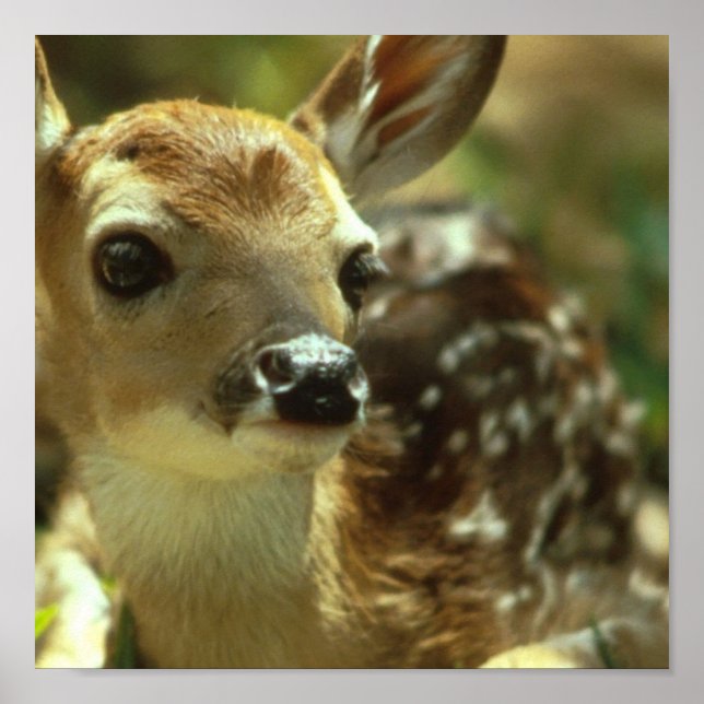 Poster du nom (Devant)