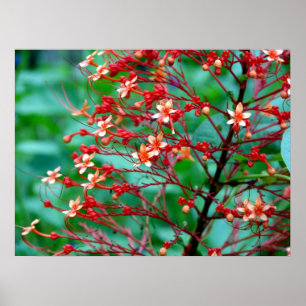 Poster du papillon Bush