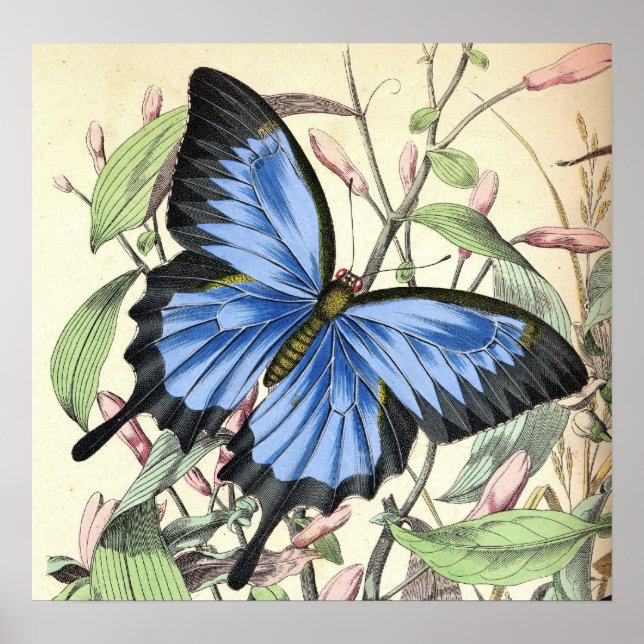 Poster du papillon Mountain Blues (Devant)