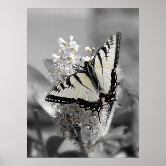 Poster du papillon Swallowtail (Devant)