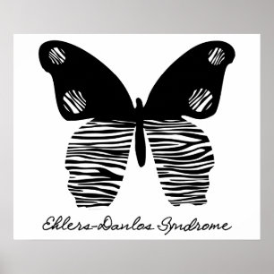 Poster du papillon Zebra Stripe EDS 24X20
