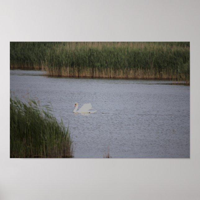 Poster du paysage aquatique du cygne (Devant)