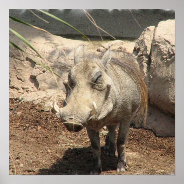 Poster du phacochère (Devant)