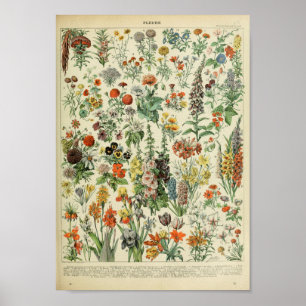 Poster du Plante de fleurs de forêt vintage