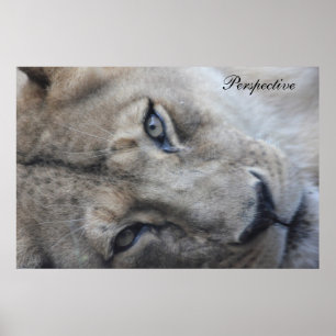 Poster du point de vue du lion