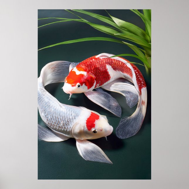Poster du poisson de Koi (Devant)