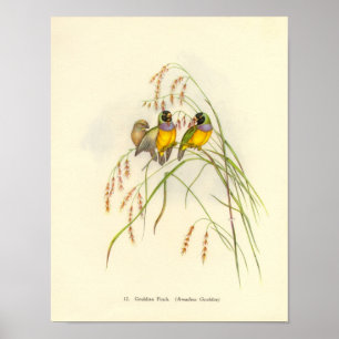 Poster du portefeuille Gould Gouldian Finch
