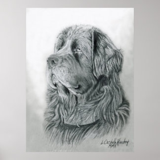 Poster du portrait de Terre-Neuve