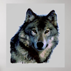 Poster du portrait Wolf