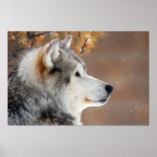 Poster du portrait Wolf