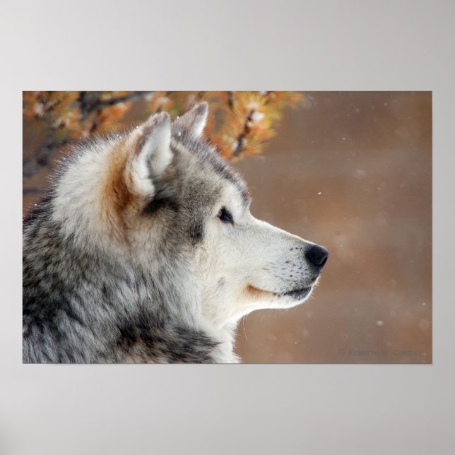 Poster du portrait Wolf (Devant)