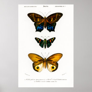 Poster du poster de animal vintage des papillons